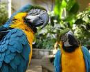 Niagara Falls Aviary