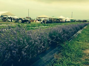 Neob-Lavender-Tours
